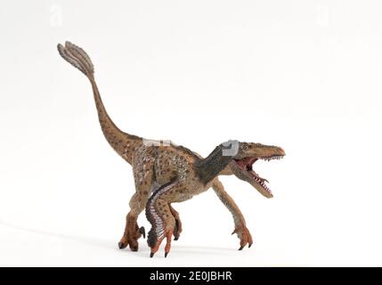 Velociraptor à plumes prêt à attaquer isolé sur fond blanc. Banque D'Images