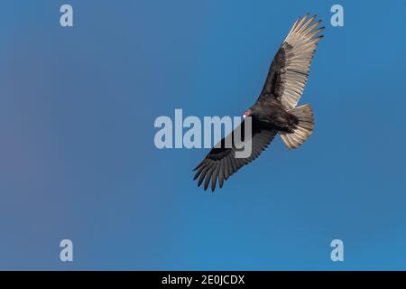 La Turquie Vulture adulte s'envolent contre un ciel bleu clair Banque D'Images