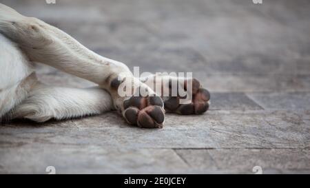 Chien sans-abri fatigué dormant sur le sol à l'extérieur, attention sélective sur les pattes. Banque D'Images