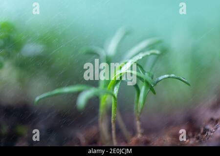 Jeunes pousses/plantules d'épinards verts sous gouttes de pluie, foyer doux sélectif. Prise de vue macro. Nouvelle usine de vie Banque D'Images