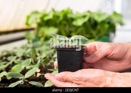 Gros plan des mains d'un fermier tenant un pot avec des semis de concombre dans la hutte. Banque D'Images