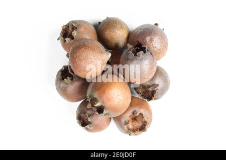 Bouquet de médlars communs bruns isolés sur fond blanc. Graines de plantes Mespilus germanica Banque D'Images