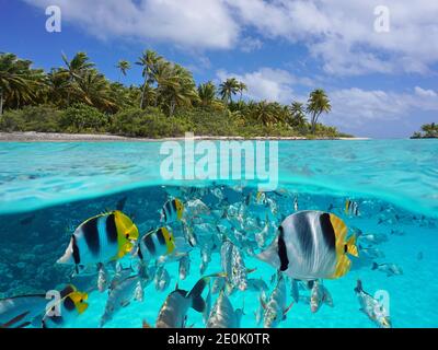 Paysage marin tropical sur et sous l'eau, littoral insulaire et groupe de poissons sous l'eau, océan Pacifique, Polynésie française, Océanie Banque D'Images