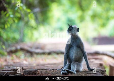 Langurs gris assis sur un muret, au Sri Lanka Banque D'Images