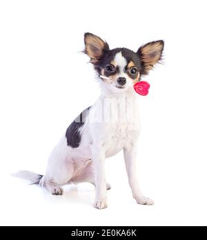 Jeune Chihuahua avec un loglipop en forme de coeur rouge sur un arrière-plan blanc Banque D'Images