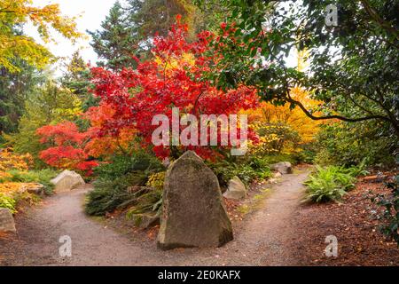 WA18942-00...WASHINGTON - chemin divisé passant par des érables brillants dans les couleurs d'automne au jardin Kubota à Seattle. Banque D'Images