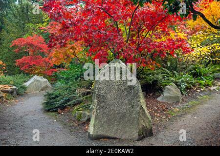 WA18943-00...WASHINGTON - chemin divisé passant par des érables brillants dans les couleurs d'automne au jardin Kubota à Seattle. Banque D'Images