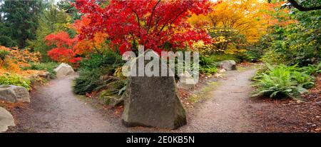 WA18945-00...WASHINGTON - chemin divisé passant par des érables brillants dans les couleurs d'automne au jardin Kubota à Seattle. Banque D'Images