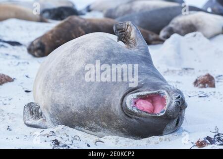 Le phoque du Sud (Mirounga leonina), l'île Sea Lion, les îles Falkland Banque D'Images