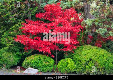 WA18954-00...WASHINGTON - UN érable ornemental aux couleurs d'automne rouge vif parmi un groupe de cèdres au jardin Kubota, un parc de la ville de Seattle. Banque D'Images