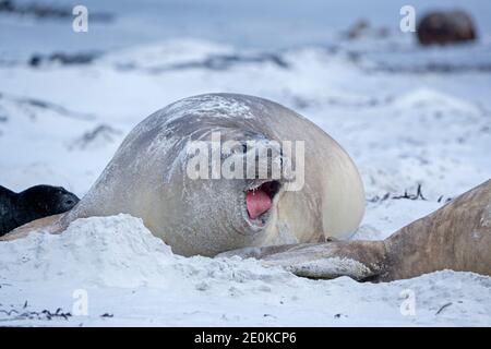 Phoque du Sud de l'éléphant (Mirounga leonina), brûlage des femelles, île Sea Lion, îles Falkland, Amérique du Sud Banque D'Images