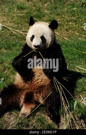 Le 22 août 2012, le géant mâle panda Yuan ZI (Round Boy) bénéficie de son enclos au ZooParc de Beauval à Saint-Aignan, dans le centre de la France. Yuan ZI et sa compagne femelle Huan Huan (Happy One) sont sur un prêt de reproduction de 10 ans de la base de recherche de Chengdu sur la reproduction de Panda géant en Chine depuis janvier 2012, dans le cadre d'un programme conjoint de conservation et de recherche. Photo de Henri Szwarc/ABACAPRESS.COM Banque D'Images