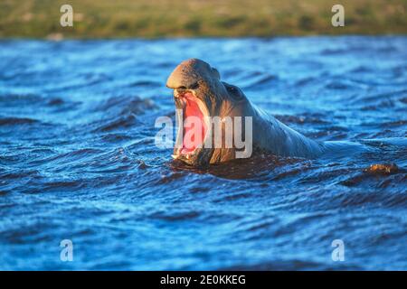 Phoque du Sud (Mirounga leonina), rugissement masculin, île Sea Lion, îles Falkland, Atlantique Sud, Amérique du Sud Banque D'Images