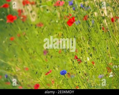 Variété colorée de fleurs et de têtes de semis, y compris le coquelicot de champ commun et la fleur de maïs dans la zone de jardin « sauvage » ensemencée à Cumbria, Angleterre, Royaume-Uni Banque D'Images