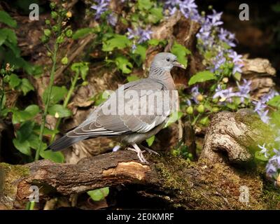 Pigeon de bois de Squab juvénile robuste (Columba Palumbus) perché sur une souche d'arbre mort avec feuillage vert et fleurs bleues à Cumbria, Angleterre, Royaume-Uni Banque D'Images