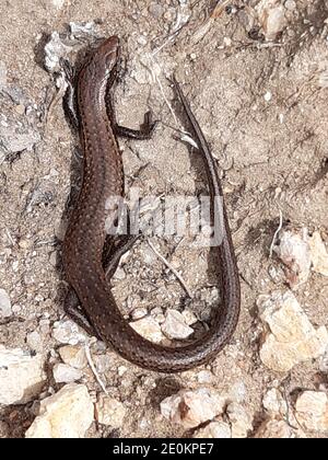 Le jardin commun skink lézard sur un rocher au soleil Banque D'Images