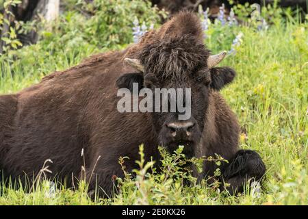 Le troupeau de bisons des bois d'Aishihik se trouve le long de la route de l'Alaska, au sud de Watson Lake, au Yukon, au Canada. Banque D'Images