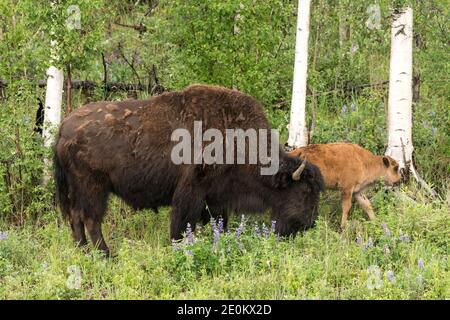 Le troupeau de bisons des bois d'Aishihik se trouve le long de la route de l'Alaska, au sud de Watson Lake, au Yukon, au Canada. Banque D'Images