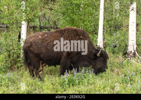 Le troupeau de bisons des bois d'Aishihik se trouve le long de la route de l'Alaska, au sud de Watson Lake, au Yukon, au Canada. Banque D'Images