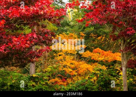 WA18972-00...WASHINGTON - couleur d'automne aux jardins de Kubota à Seattle. Banque D'Images