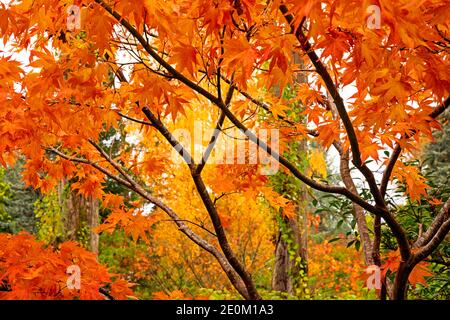 WA18975-00...WASHINGTON - automne au parc Kubota Garden à Seattle. Banque D'Images