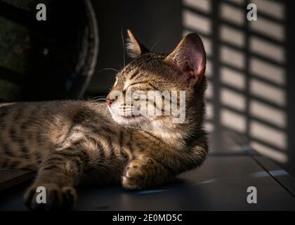 Un chaton de Tabby (Felis catus) prend une sieste dans la lumière du soleil. Banque D'Images