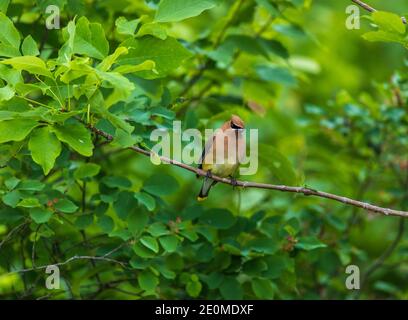 Jaseur d'alimentation dans un Juneberry bush. Banque D'Images