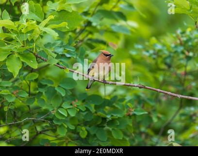 Jaseur d'alimentation dans un Juneberry bush. Banque D'Images