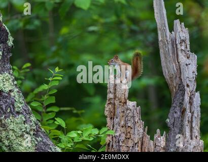 Écureuil roux dans une forêt du nord du Wisconsin. Banque D'Images