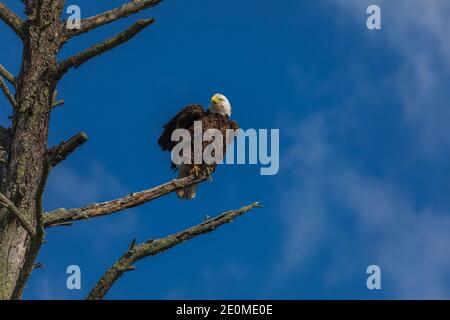 Aigle à tête blanche perché sur un musc dans le nord du Wisconsin. Banque D'Images