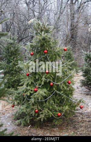 Esprit Yule-Tide dans le parc. Banque D'Images