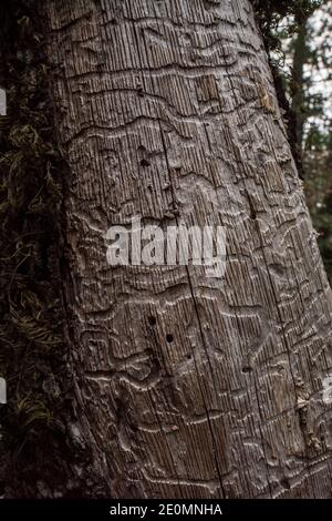 Galeries de coléoptères, patrons naturels formés par des larves de coléoptères dans un tronc d'arbre dans les montagnes de Santa Cruz en Californie. Banque D'Images