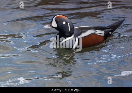 Arlequin Duck, Histrionicus histrionicus, un petit canard de mer à l'Inlet Barnegat, New Jersey Banque D'Images