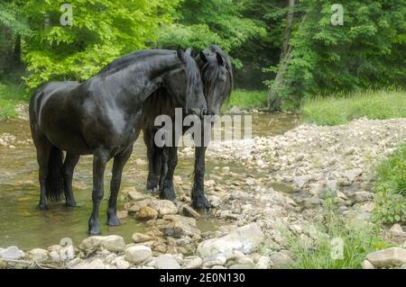 Paire de mares de cheval de Frise ensemble barboter dans un ruisseau peu profond Banque D'Images