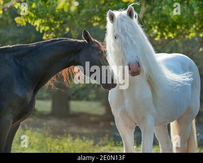 Poulain frison et Américain Draft Horse stallion Banque D'Images