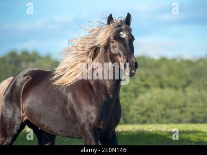 Black silver dapple Missouri Fox Trotter stallion Banque D'Images