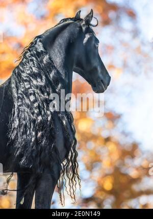 Étalon de cheval de Frise avec longue manie Banque D'Images