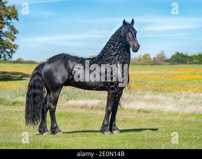 L'étalon de cheval de Frise avec de longues lamanes se dresse dans le pré de wilfdlower Banque D'Images