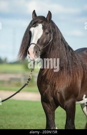 Gypsy Vanner tête de l'étalon de cheval Banque D'Images