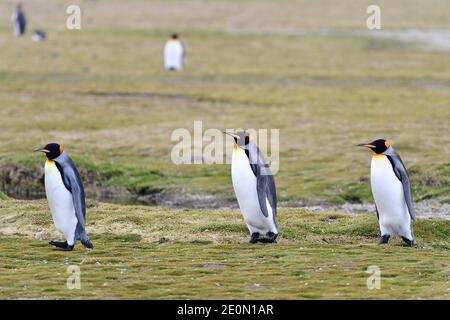 Les manchots royaux (Aptenodytes patagonicus) marchent dans leur colonie sur les plaines herbeuses de l'île de Géorgie du Sud, dans l'océan Atlantique Sud. Banque D'Images