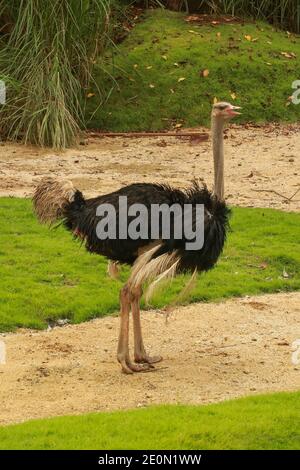 Mâle autruche ou Struthio camelus avec bec rose, longues cils sur l'œil noir, col blanc mince et corps doux en plumes noires debout sur san Banque D'Images