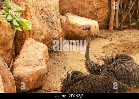 L'émeu marche manger à la ferme. EMU ou autruche gros oiseau sur cage zoo dans le sanctuaire de la faune - oiseau commun d'émeu sauvage Dromaius novaehollandiae. Banque D'Images