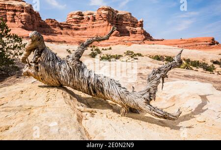 Un vieux arbre de Juniper tordu et en décomposition lente demeure sur une étagère en grès, Parc national de Canyonlands, Utah, États-Unis. Banque D'Images