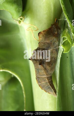 Chou blanc papillon mature pupa macro gros plan Banque D'Images