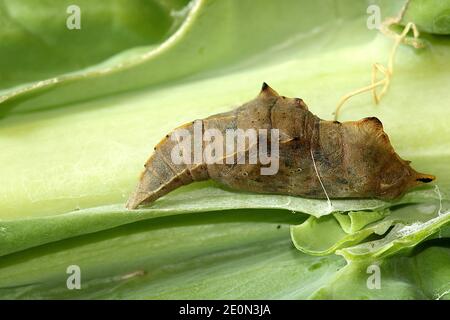 Chou blanc papillon mature pupa macro gros plan Banque D'Images