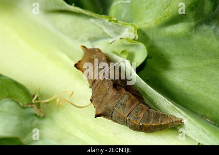 Chou blanc papillon mature pupa macro gros plan Banque D'Images