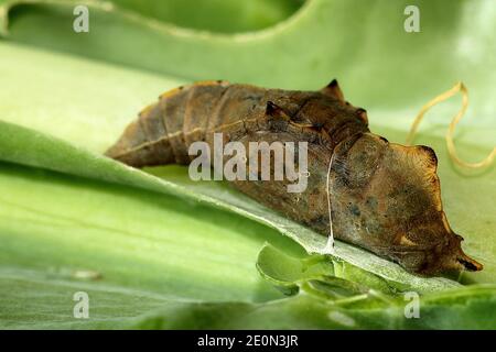 Chou blanc papillon mature pupa macro gros plan Banque D'Images