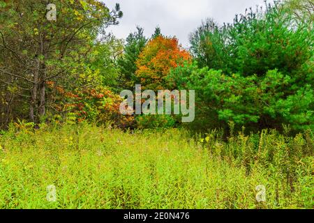 Zone de conservation des prix Hastings County Tweed Ontario Canada en automne Banque D'Images