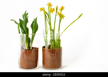 Jonquilles et tulipes poussant à l'intérieur dans un vase en verre isolé sur fond blanc Banque D'Images