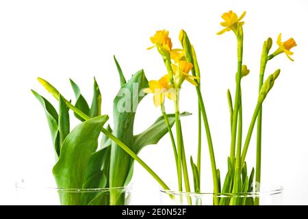 Jonquilles et tulipes gros plan dans un vase en verre isolé arrière-plan blanc Banque D'Images